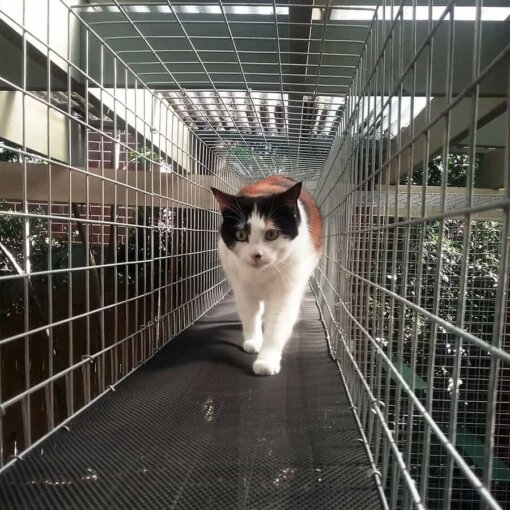 A cat walking through a cat enclosure tunnel