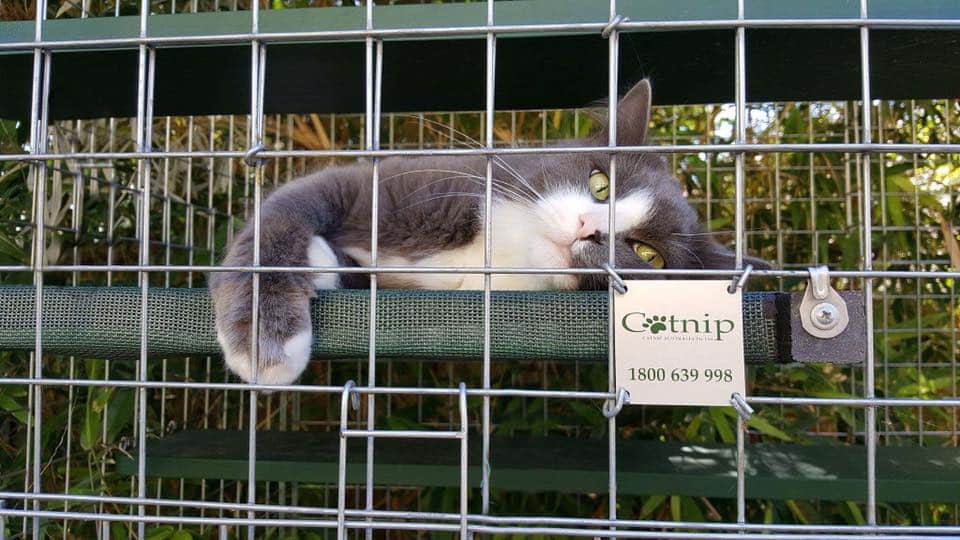 Catnip Australia Cat Enclosure