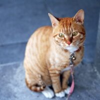 Catnip Australia Cat Enclosures Installers Designer