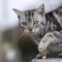 Catnip Australia Cat Enclosures Installers Designer